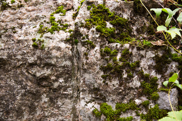 Cliff surface, closeup. Stones covered with green moss and plants. Rock formation. Beautiful background. Rough and uneven texture. 
