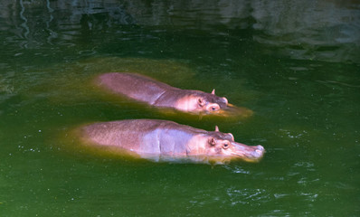 hippopotamus