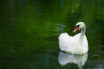Swan swimming on a green lake
