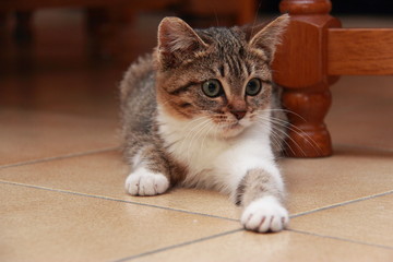 Chaton en embuscade sous la table