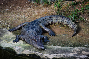 crocodile