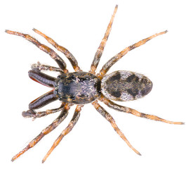 The zebra back spider Salticus scenicus is a genus of jumping spiders. Salticidae spider isolated on white background.