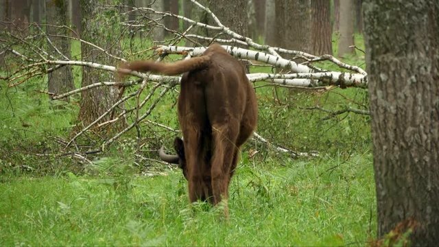 wisent, zubr or aurochs №24 - a large wild Eurasian ox that was the ancestor of domestic cattle. It was probably exterminated in Britain in the Bronze Age