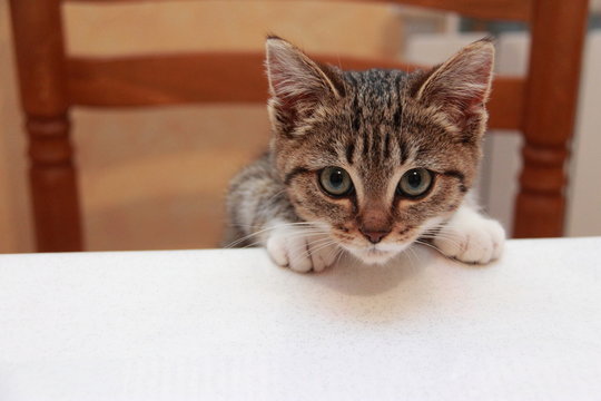 Chaton &agrave; table