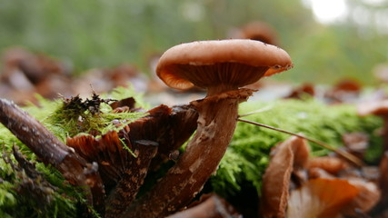 mushroom in forest