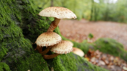 mushroom in forest