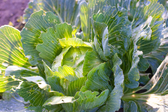 Cabbages grown in the village. Organic vegetables from the garden. Fresh green cabbage from farm field