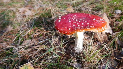 fly agaric in the forest