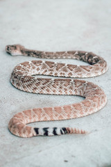 Rattle snake. Dangerous animals closeup.