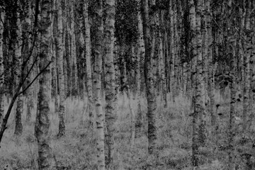 Obraz premium Birkenwald