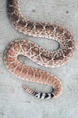 Rattle snake. Dangerous animals closeup.
