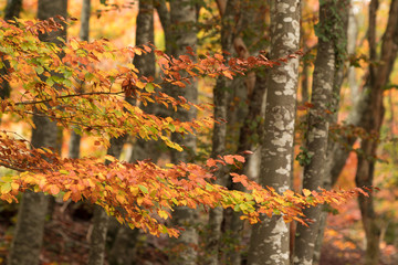 Hojas de otoño antes de caerse