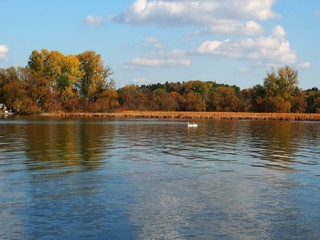 Swans Floating on Lake