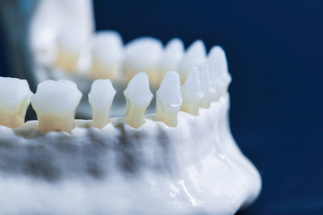 Lower human jaw with teeth anatomy model