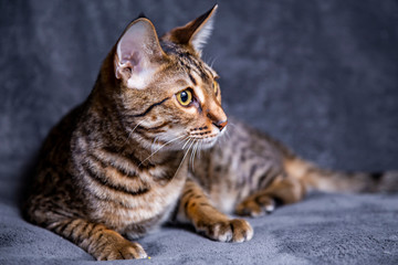 Large kitten breed Savannah, close-up.
