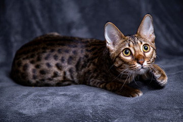 Large kitten breed Savannah, close-up.