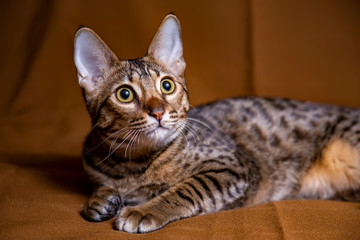 Large kitten breed Savannah, close-up.