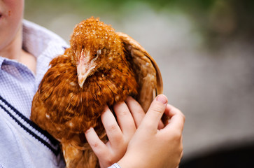 chicken and rooster on a farm