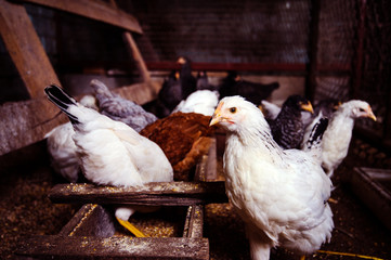 chicken and rooster on a farm