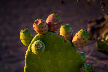 Tunas con sus higos bajo el sol