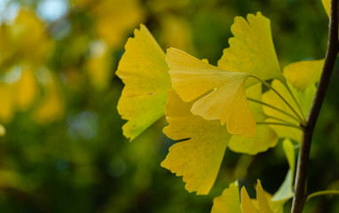 Yellow and gold leaves of Ginkgo tree (Ginkgo biloba), known as ginkgo or gingko against background of blurry foliage. Golden foliage elegant nature concept for design