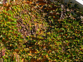 Close-up of colorful Parthenocissus tricuspidata 'Veitchii' or boston ivy, grape ivy, Japanese ivy...