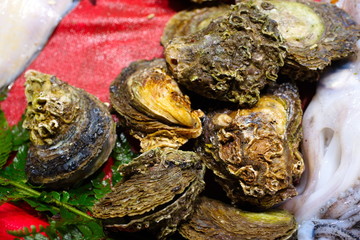 oysters