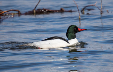 merganser duck in lake