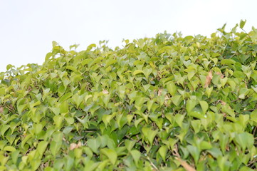 green plant in a pot