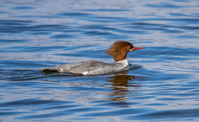 merganser duck in lake