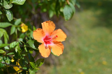 orange flower