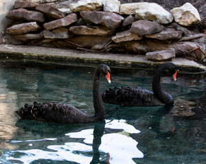 Black Swans