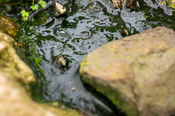 Algae