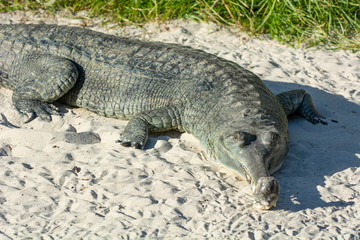 Gharial Sunning