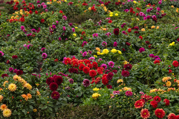 Kislovodsk, Russia, Kurortnyi boulevard, beautiful flowerbeds of dahlia.
