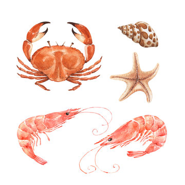 marine set of watercolor illustrations, crab shrimp and shellfish