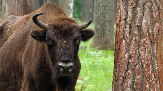 wisent, zubr or aurochs №20 - a large wild Eurasian ox that was the ancestor of domestic cattle. It was probably exterminated in Britain in the Bronze Age