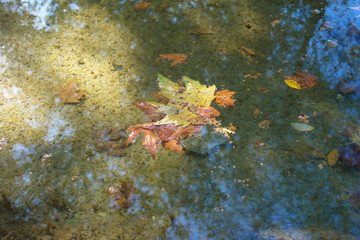 poplar tree leaf