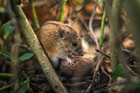 mysz polna z orzechem włoskim