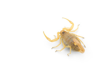 African venom Scorpion isolated on white background