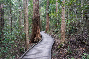 path in forest