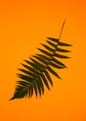 Green fern branches on orange background. Pop-op style.