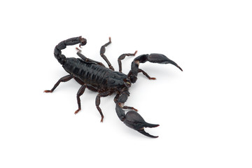 African venom Scorpion isolated on white background