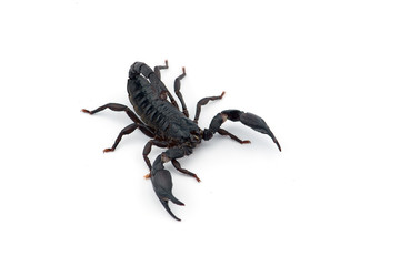 African venom Scorpion isolated on white background