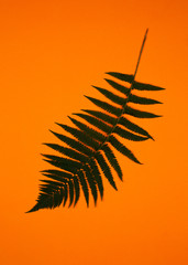 Green fern branches on orange background. Pop-op style.