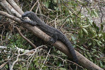lizard on tree