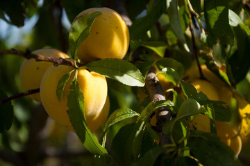 Durazno o Melocotón fresco en la planta