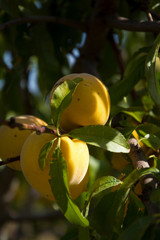 Durazno o Melocotón fresco en la planta