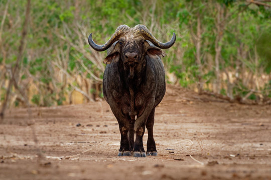 African Buffalo - Syncerus caffer or Cape buffalo is a large Sub-Saharan African bovine. Portrait in the bush in Zimbabwe