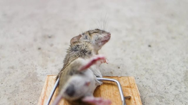 Video of a dead mouse caught in a mousetrap. The destruction of domestic rodents.